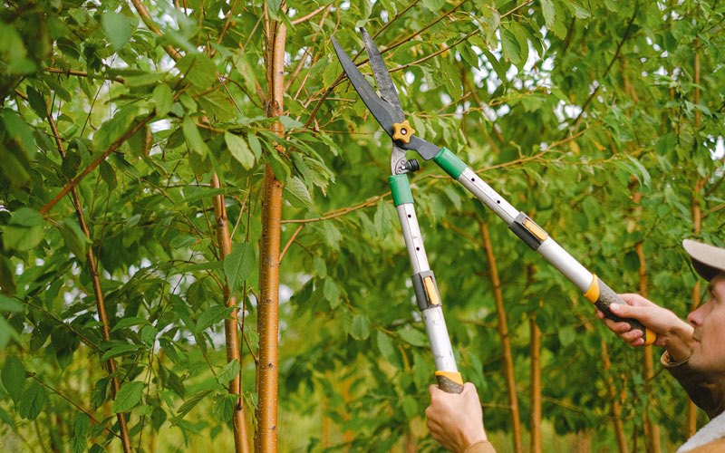 Tree trimming in Lowville, NY